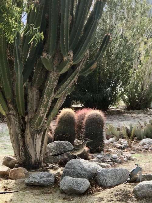 cactus cacti roadrunner bird desert