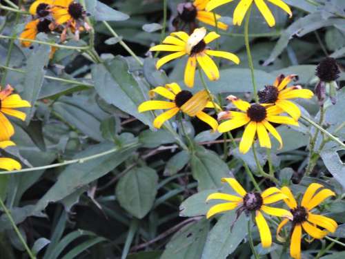 Black Eyed Susan yellow flower garden