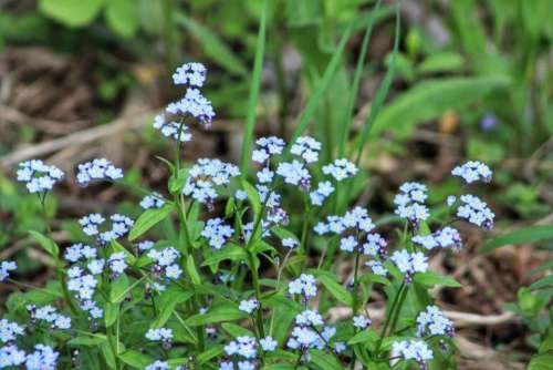 nature plants flowers gardens forget me nots