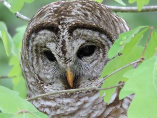 Barred owl Hoot Owl raptor predator wild