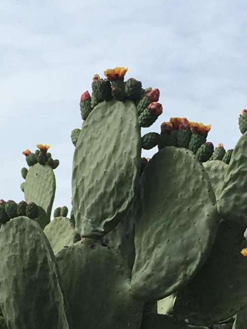 Cacti cactus desert 