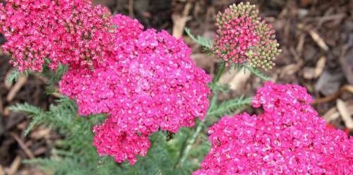 Achillea Plant Yarrow Blossom Flower Perennial