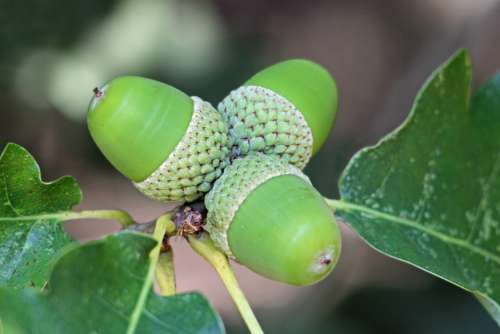 Acorns Oak Tree Fruit Nature
