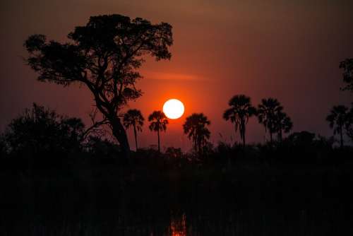 Africa Botswana Nature Sunset Safari Swamp