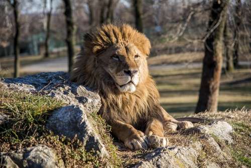 Animal Lion Travel Park Nature