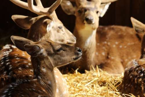 Animals Deer Spotted Deer Antlers Resting Light