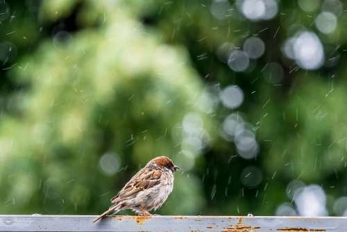 Animals Birds Sparrow Nature Plumage Pen Rain