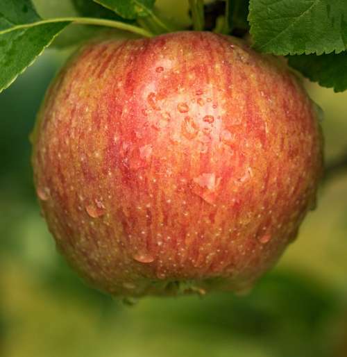 Apple Administration Fruit Harvest Pome Fruit
