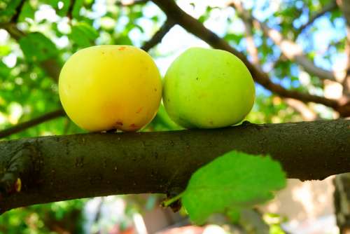 Apple Яблоки Лето Summer Fruit Green Nature