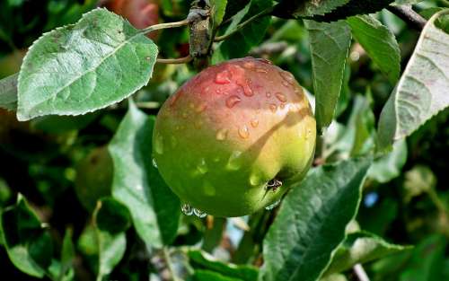 Apple Fruit Food Health Fresh Closeup Vitamins