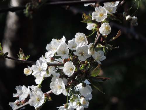 Apple Blossom Branch Spring