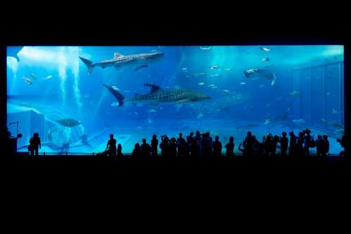 Aquarium Shark Okinawa Japan Fish Water