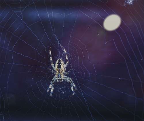 Araneus Orb Web Garden Dweller Arachnid