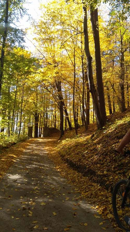 Autumn Forest Tree Nature The Path