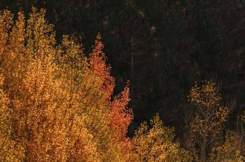 Autumn Trees Forest Nature Landscape Mood Leaves