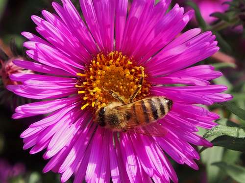 Autumn Flower Asters Autumn Violet Pink Bee