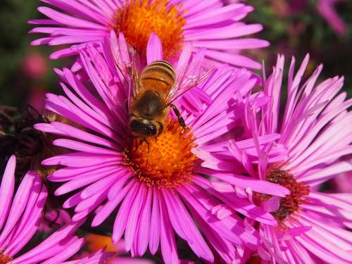 Autumn Flower Asters Autumn Violet Pink Bee