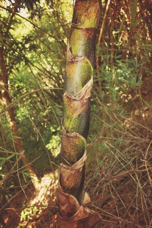 Bamboo Plant Green Nature Relax Jungle Wood