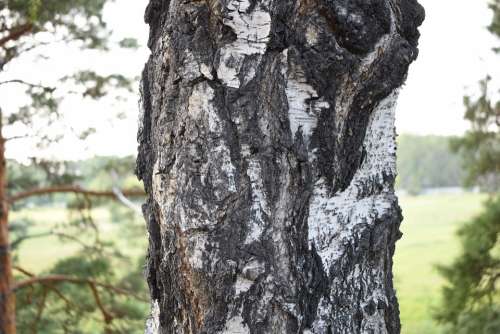 Bark Birch Tree Trunk