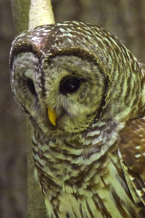 Barred Owl Closeup Semi-Profile Large Bird
