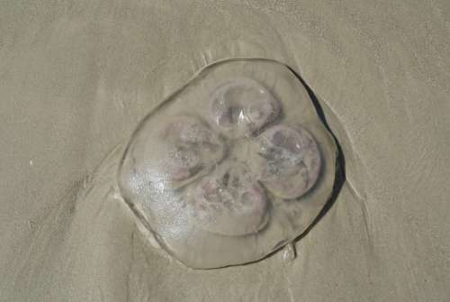Beach Florida Sand Jellyfish Summer Sea Coast