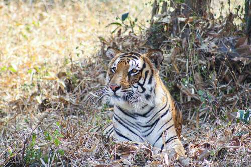 Bengal Tiger Sitting National Park India Wild