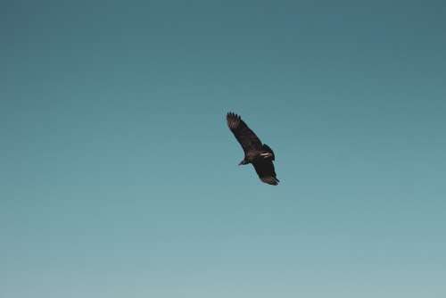 Bird Sky Animal Vulture Winter Pity Flight