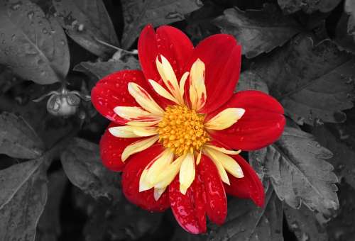 Black And White Red Flower Close Up Flower Yellow