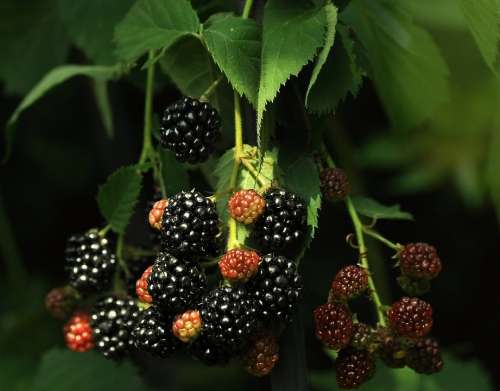 Blackberry Black Vitamins Red Sweet Berry Ripe