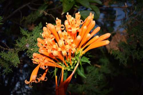 Bloom Orange Petals Floral