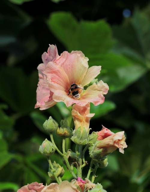 Bumblebee Hollyhock Pollen Stamens Bug Flower
