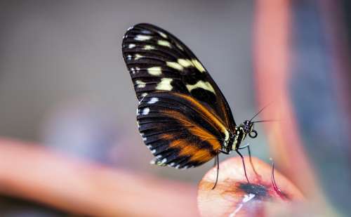 Butterfly Insect Animal Wing Nature