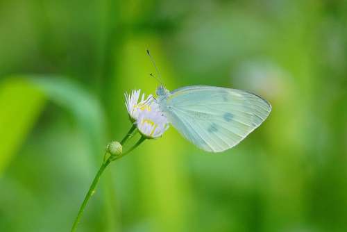 Butterfly Flower Insect Nature Grass Garden Green