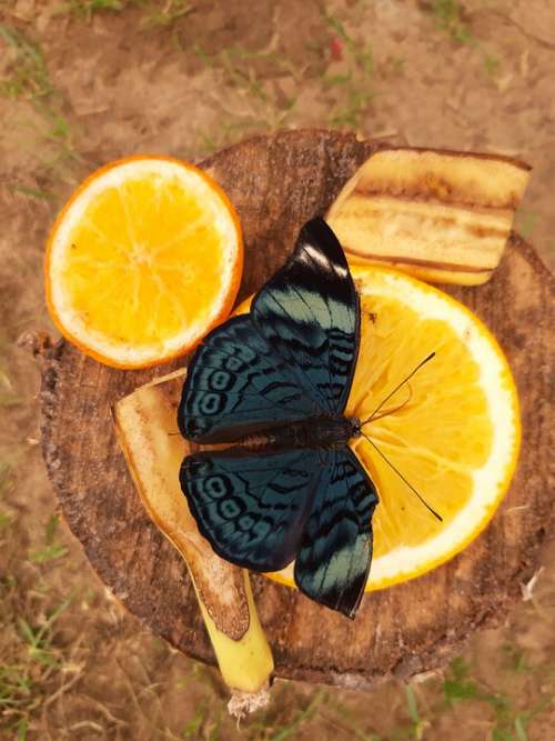 Butterfly Nature Insect Fruit Citrus Food Health