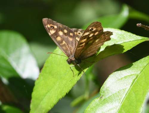 Butterfly Insect Ali Flight Macro Nature Animal