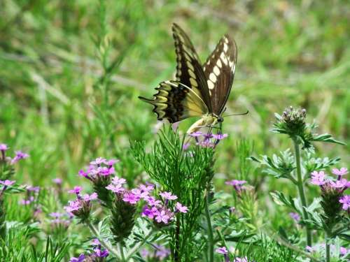 Butterfly Butterflies Nature Insects Animals