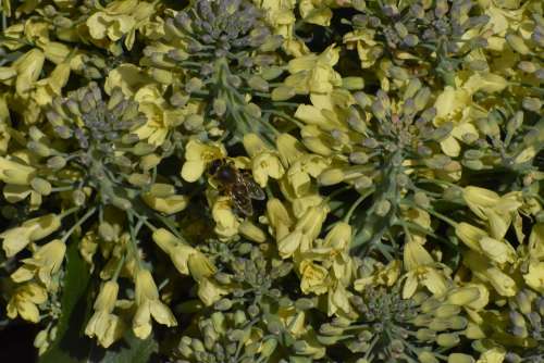 Cabbage Broccoli Flowers Bloom Nutrition Healthy