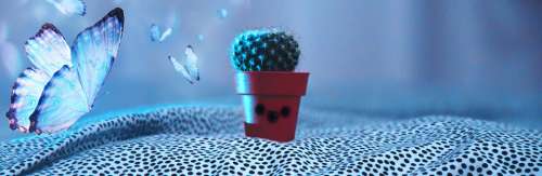 Cactus Butterfly Special Effect Match-Fixing