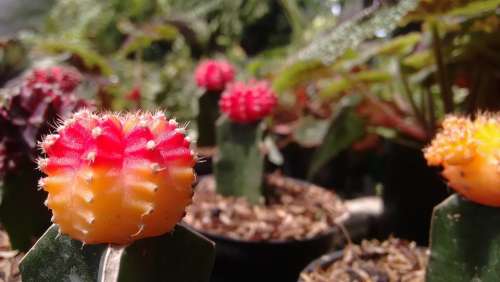 Cactus Plant Nursery
