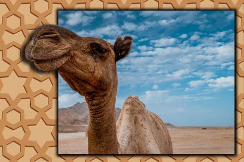 Camel Arab Ornament Desert Nature Egypt Landscape