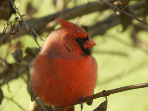 Cardinal Bird Red Nature Outdoors Perched