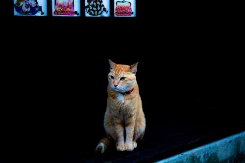 Cat Kitty Black Orange Kitten Pet Feline Animal