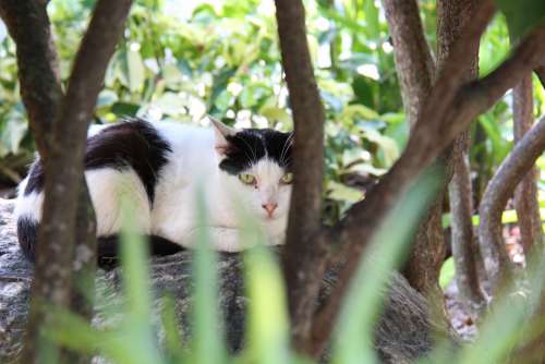 Cat Stray Cute Animal Outdoors Pet