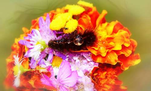 Caterpillar Larva Drops Rain Bouquet Flowers