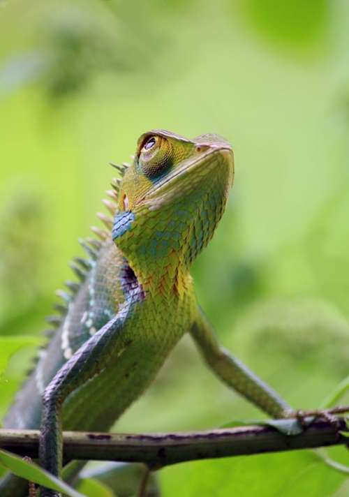 Chameleon Animal Wild Wildlife Nature Colorful