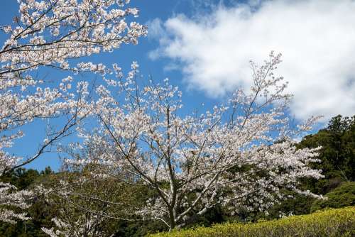 Cherry Blossoms Sky Cloud Landscape Grass Wood