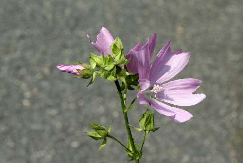 Chicory Pink Flower Plants Flower Summer Nature