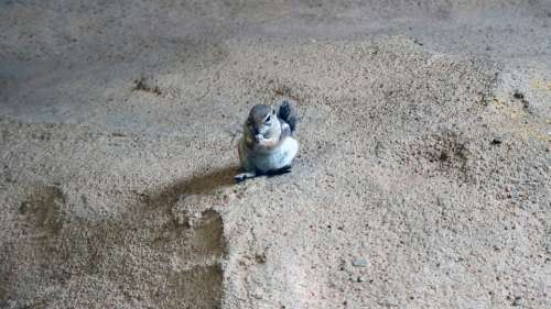 Chipmunk Zoo Caged Cage Animal Fur Nature