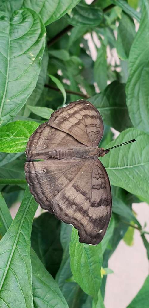 Chocolate Butterfly Nature