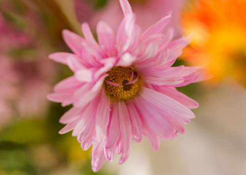 Chrysanthemum Autumn Flowers Pink Pink Flower
